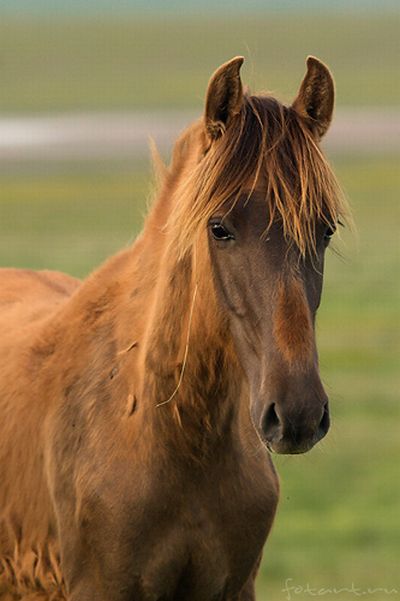 Great pictures of horses! (75 photos)