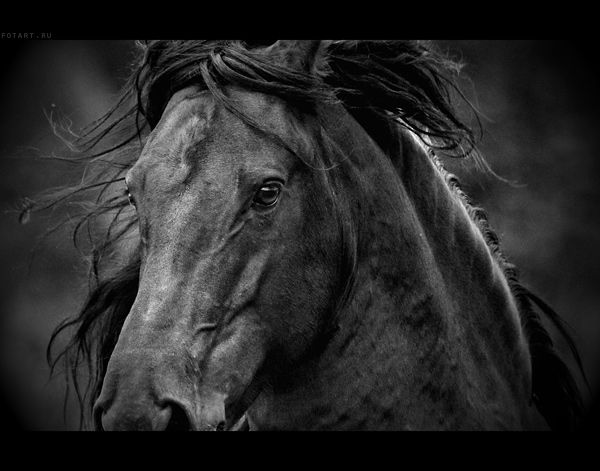Great pictures of horses! (75 photos)