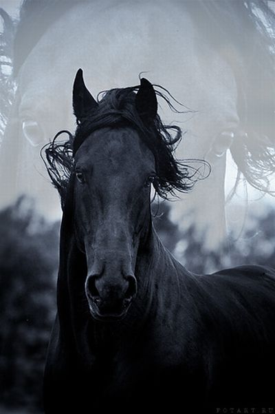 Great pictures of horses! (75 photos)