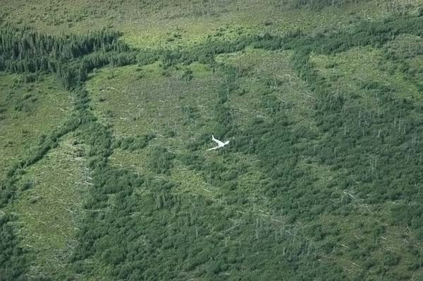 Abandoned planes (29 photos)