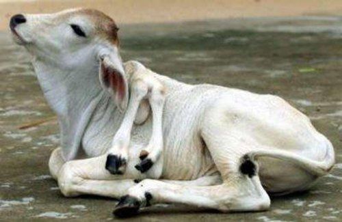 Bizarre deformed animals (21 photos)