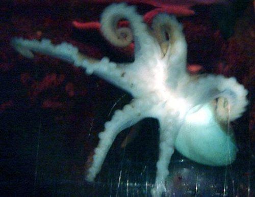 Bizarre deformed animals (21 photos)