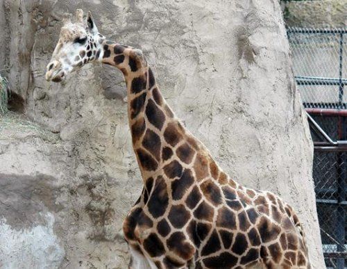 Bizarre deformed animals (21 photos)