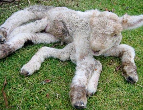 Bizarre deformed animals (21 photos)