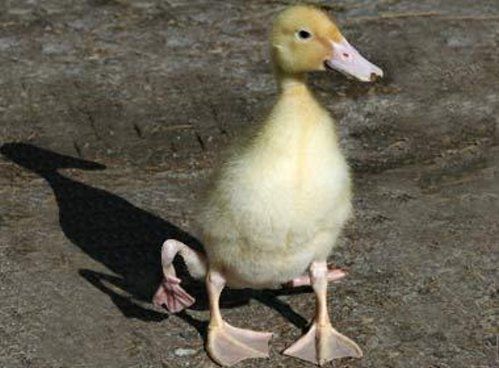 Bizarre deformed animals (21 photos)