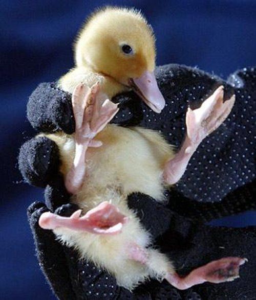 Bizarre deformed animals (21 photos)