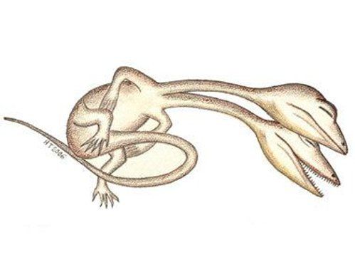 Bizarre deformed animals (21 photos)