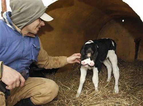 Bizarre deformed animals (21 photos)