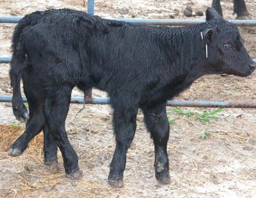 Bizarre deformed animals (21 photos)