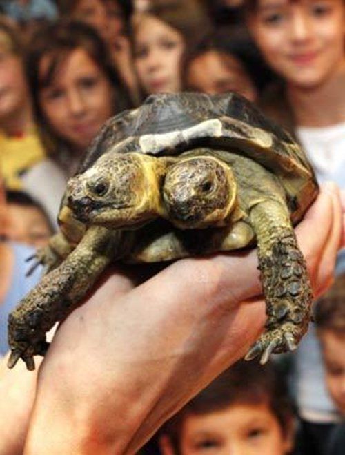 Bizarre deformed animals (21 photos)
