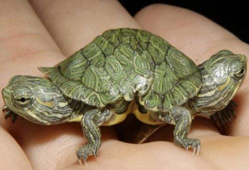 Bizarre deformed animals (21 photos)