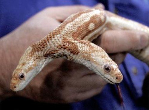 Bizarre deformed animals (21 photos)