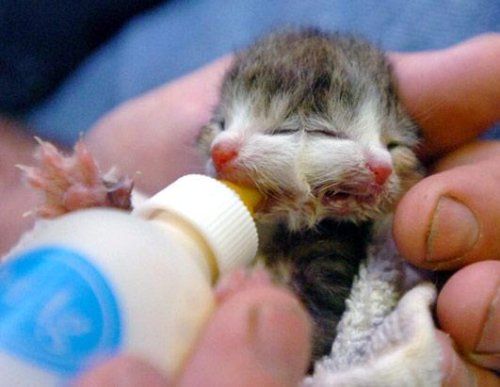 Bizarre deformed animals (21 photos)
