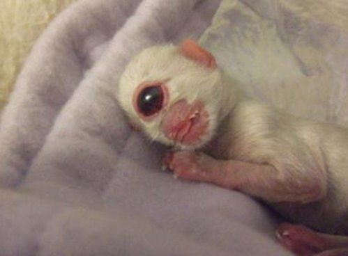 Bizarre deformed animals (21 photos)