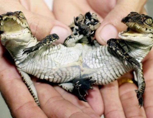 Bizarre deformed animals (21 photos)