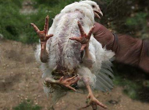 Bizarre deformed animals (21 photos)