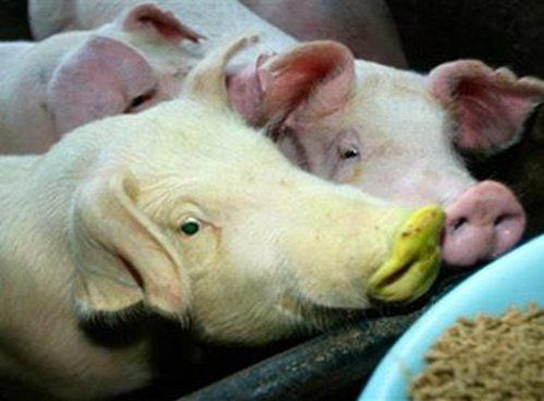 Bizarre deformed animals (21 photos)