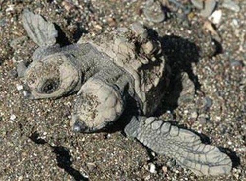 Bizarre deformed animals (21 photos)
