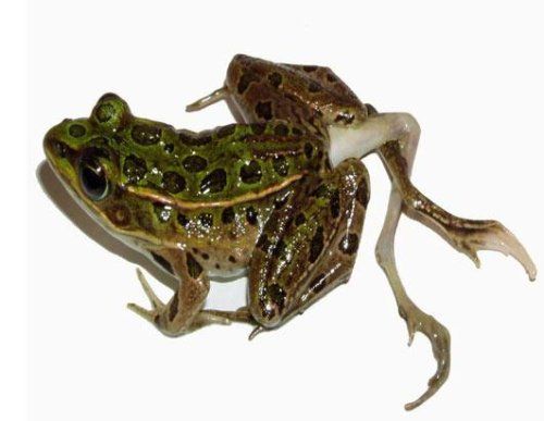 Bizarre deformed animals (21 photos)