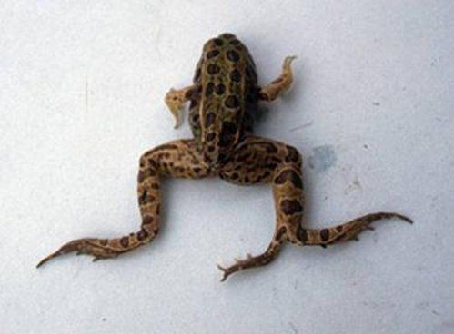 Bizarre deformed animals (21 photos)