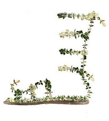 Shoes made from plants (14 photos)