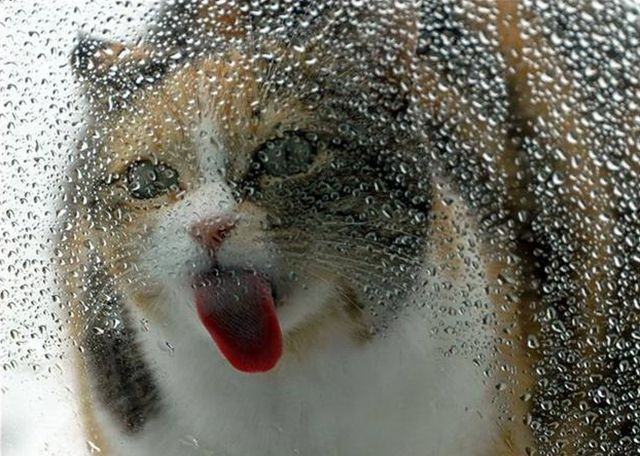 I need something to drink right now )) (16 photos)