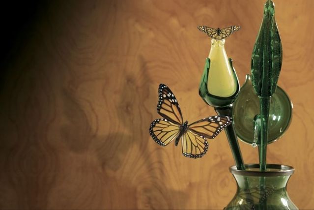 Creative pictures by Juan Salvarredy (39 photos)