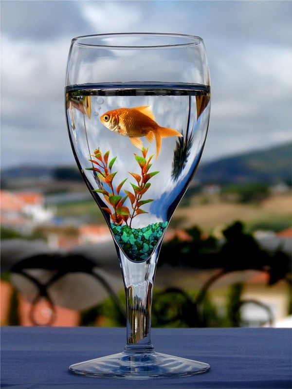Using usual things differently (15 photos)