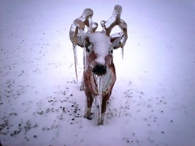 What would happen if it rained in winter? (23 photos)