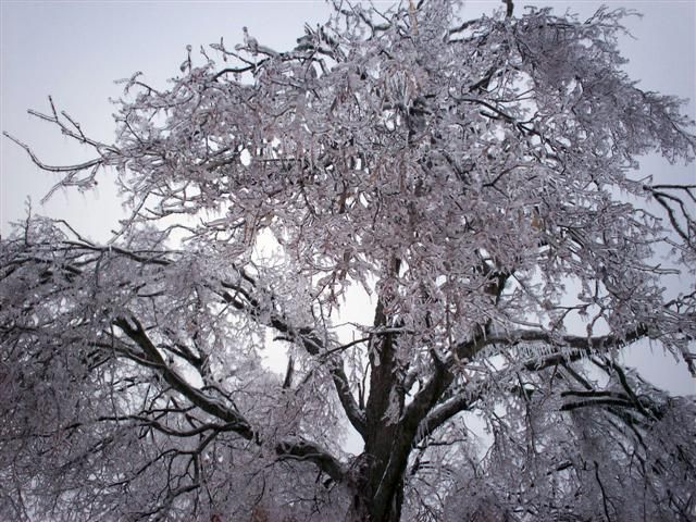 What would happen if it rained in winter? (23 photos)