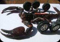 Curiosities and bonus pictures