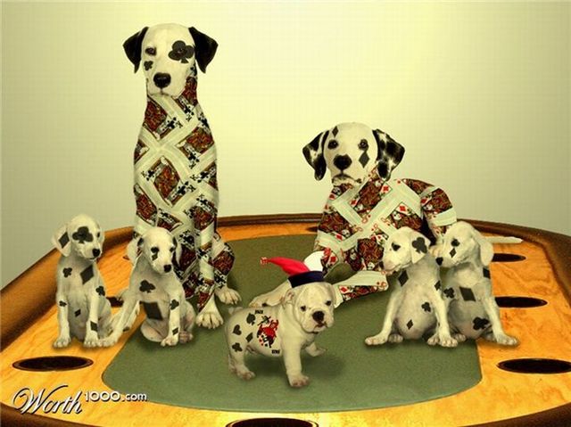 Welcome to the world of cards (17 photos)