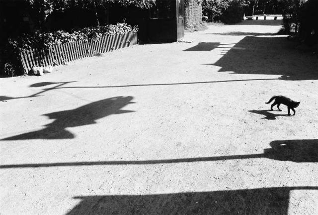 Shadow pictures (21 photos)