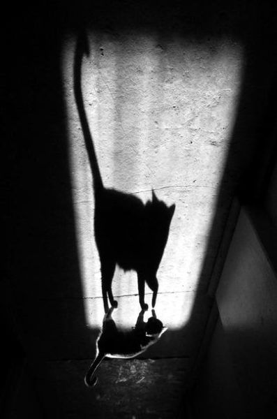 Shadow pictures (21 photos)