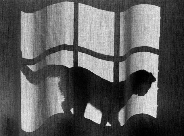 Shadow pictures (21 photos)