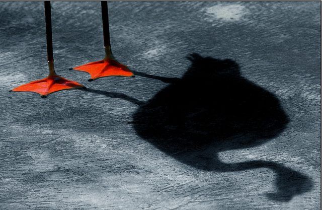 Shadow pictures (21 photos)