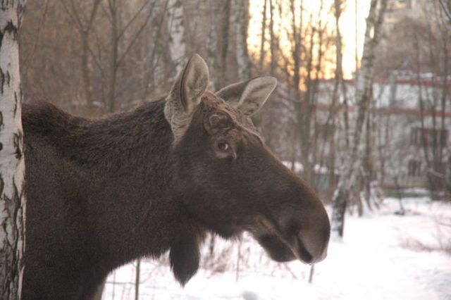 Elk in the city (8 photos)