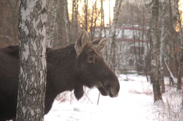 Elk in the city (8 photos)