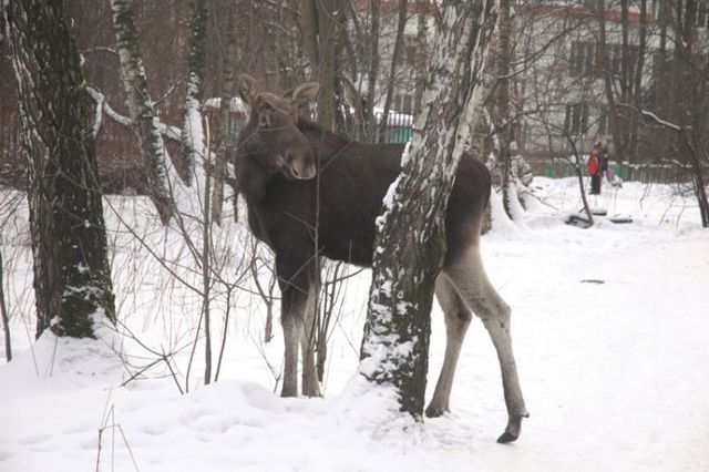 Elk in the city (8 photos)