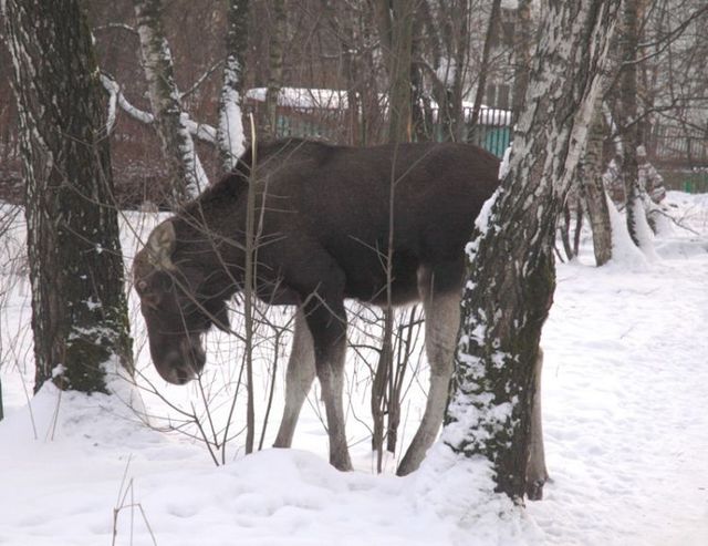 Elk in the city (8 photos)