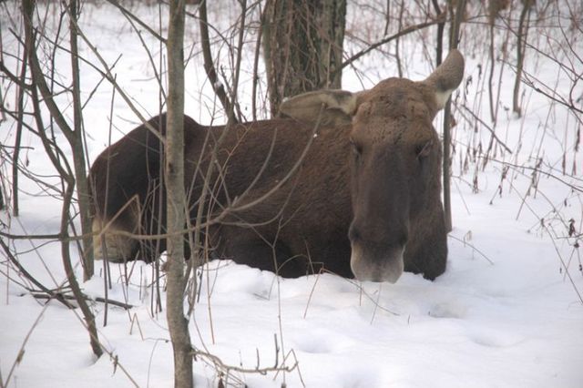 Elk in the city (8 photos)
