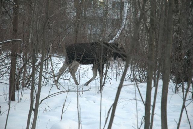 Elk in the city (8 photos)