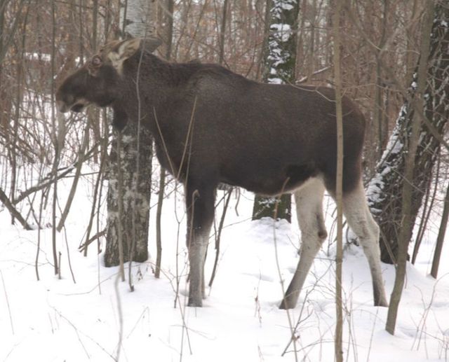 Elk in the city (8 photos)