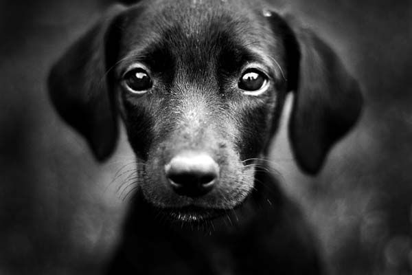 Cute puppies (18 photos)