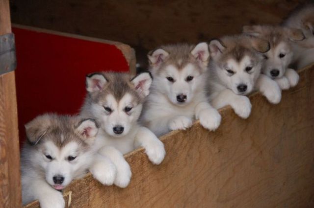 Cute puppies (18 photos)