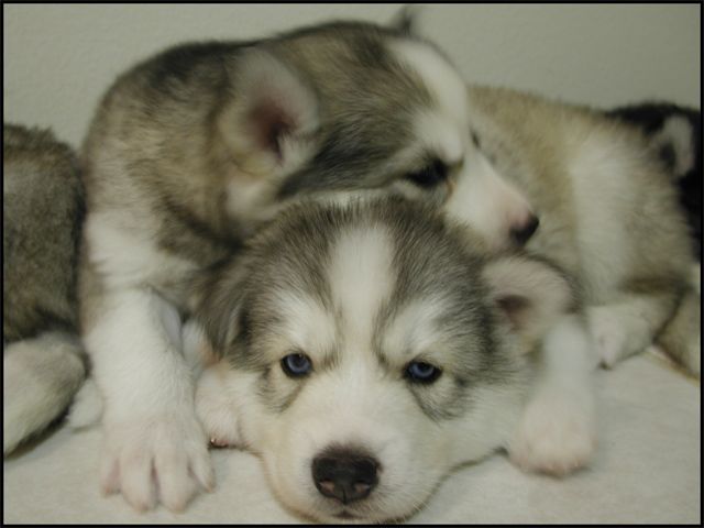 Cute puppies (18 photos)
