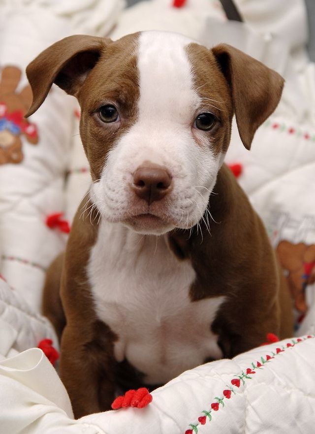 Cute puppies (18 photos)