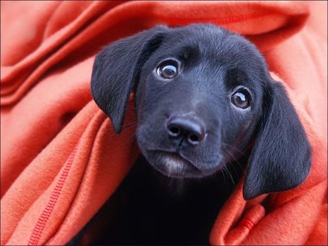 Cute puppies (18 photos)