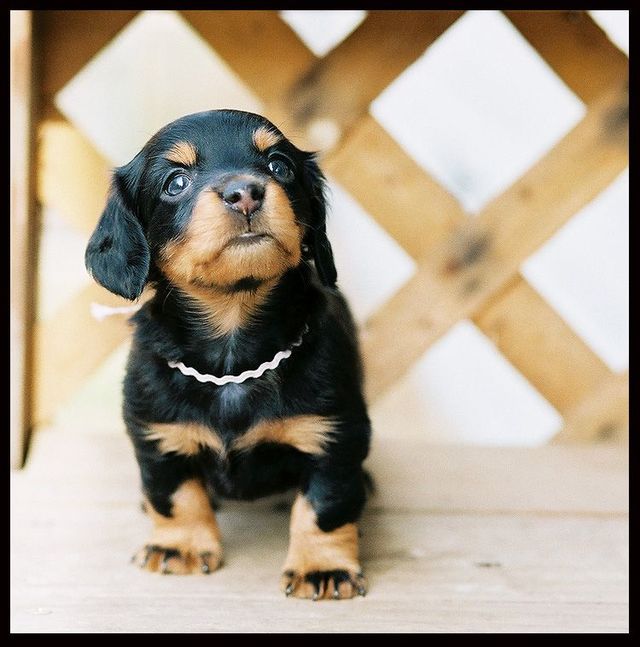 Cute puppies (18 photos)