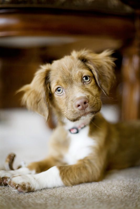 Cute puppies (18 photos)
